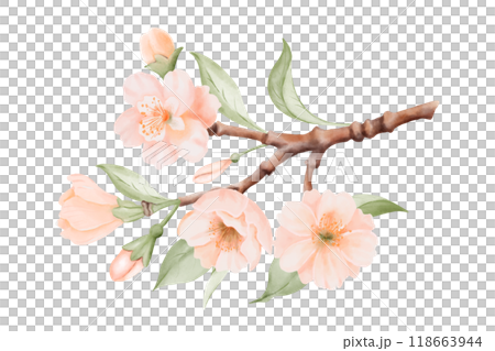 Spring Blossom, Branch with Peach or Cherry Flowers and Leaves. Watercolor hand painted botanical illustration isolated on a white background. Perfect for wedding invitations, greeting cards, prints Spring Blossom, Branch with Peach or Cherry Flowers and Leaves. Watercolor hand painted botanical illustration isolated on a white background. Perfect for wedding invitations, greeting cards, prints 118663944