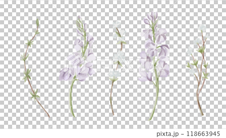 Spring Flowers. Freesia and White Snow Willow Branches. Watercolor hand drawn illustration isolated on white background. Design element for wedding invitations, cards. Spring Flowers. Freesia and White Snow Willow Branches. Watercolor hand drawn illustration isolated on white background. Design element for wedding invitations, cards. 118663945
