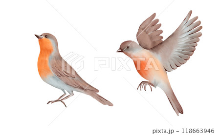 Bird with brown and gray Feathers and orange breast in two Poses. Hand drawn watercolor illustration on a white background. Ideal for nature designs, greeting cards, posters and decorative art. 118663946