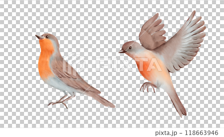 Bird with brown and gray Feathers and orange breast in two Poses. Hand drawn watercolor illustration on a white background. Ideal for nature designs, greeting cards, posters and decorative art. 118663946