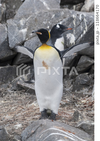 Emperor penguin,Aptenodytes forsteri, in Port Lockroy, Goudier island, Antartica. Emperor penguin,Aptenodytes forsteri, in Port Lockroy, Goudier island, Antartica. 118664170