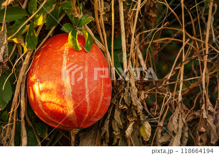 Ripe orange pumpkin on the background of dry leaves on the fence Ripe orange pumpkin on the background of dry leaves on the fence 118664194
