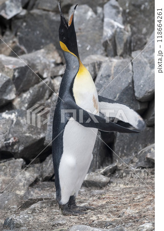 Emperor penguin,Aptenodytes forsteri, in Port Lockroy, Goudier island, Antartica. Emperor penguin,Aptenodytes forsteri, in Port Lockroy, Goudier island, Antartica. 118664261