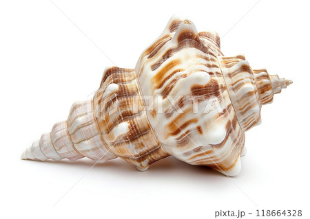 Beautiful seashell isolated on white background 118664328