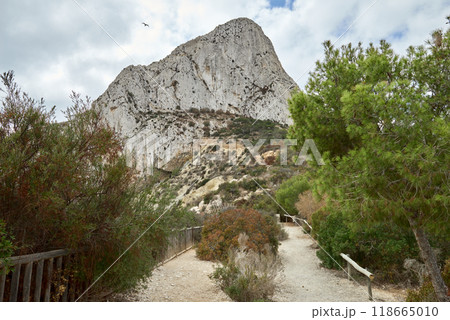 Nature at its finest: towering cliff with two soaring seagulls, green trees, and a clear sky on a bright sunny day perfect for nature enthusiasts 118665010