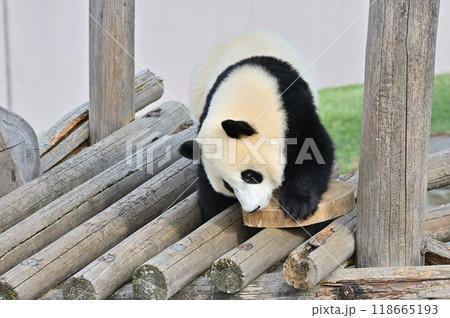 遊具の上で遊ぶ陽浜 遊具の上で遊ぶ陽浜 118665193