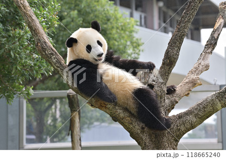 木に登ってくつろぐ陽浜 木に登ってくつろぐ陽浜 118665240