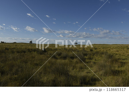 Pampas grass landscape, La Pampa province, Patagonia, Argentina. 118665317