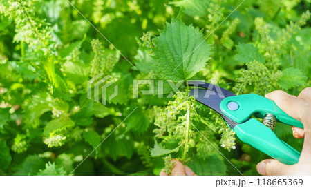 紫蘇の葉の収穫 118665369
