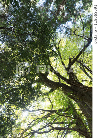 福城寺の紅葉（熊本県美里町） 118665691