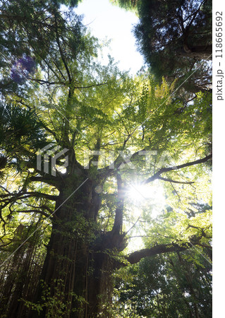 福城寺の紅葉(熊本県美里町) 福城寺の紅葉(熊本県美里町) 118665692