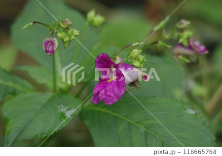 ツリフネソウの花と蕾【緑背景】 118665768