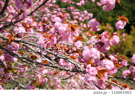 桜の花 関山 桜の花 関山 118665863