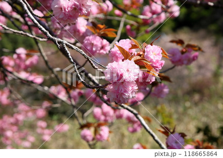桜の花　関山 118665864