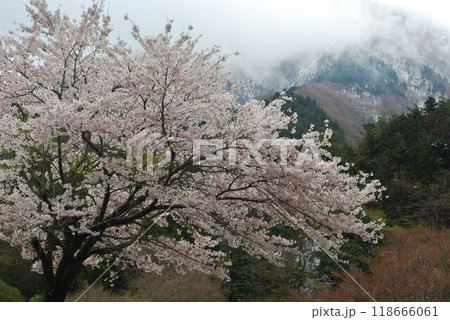 雪山を背景に満開で咲くさくら染井吉野 雪山を背景に満開で咲くさくら染井吉野 118666061