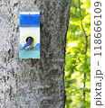 Bluebird resting at colorful birdhouse on a sunny tree 118666109