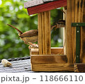 Wren feeding its chick in a wooden birdhouse outdoors 118666110