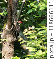 Pileated woodpecker perched on tree in lush green forest 118666111