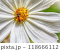 Macro shot of bee collecting nectar from white flower 118666112