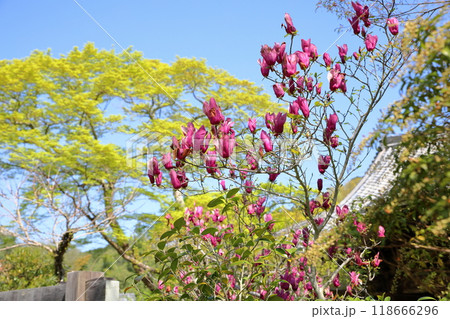 鮮やか　シモクレンの花 118666296