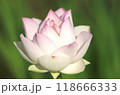 白と桃色のグラデーションが美しい蓮の花【緑背景】 118666333
