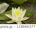 葉に囲まれて咲く睡蓮の白花 118666377