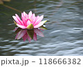 水面に映り込む赤い睡蓮 118666382