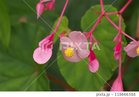 桃色に可愛いらしく咲くシュウカイドウの花 118666388