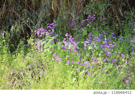 ムラサキハナナの花 118666452