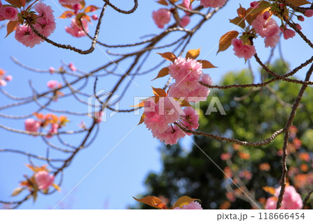 桜の花　関山 118666454