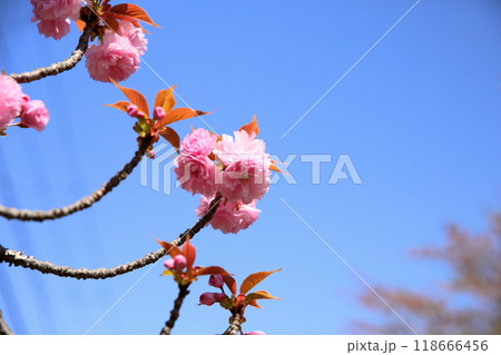 桜の花 関山 桜の花 関山 118666456