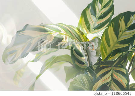 Calathea plant thrives in a brightly lit room filled with soft natural light 118666543