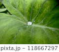 里芋の葉に落ちた水滴 118667297