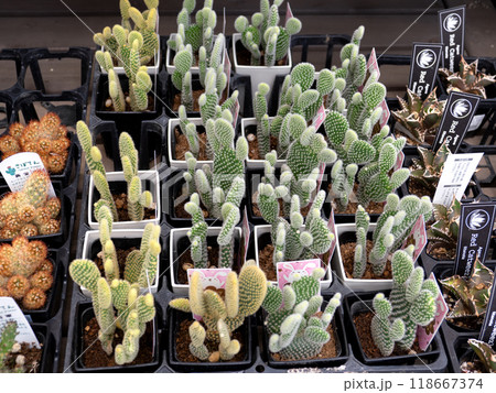 ミニサボテン 118667374
