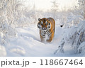 Siberian tiger walking in snow covered forest 118667464