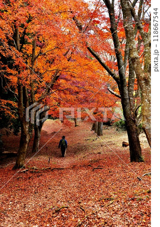 箱根ハイキングコース 湯坂路の鮮やかな紅葉とハイカー 箱根ハイキングコース 湯坂路の鮮やかな紅葉とハイカー 118667544