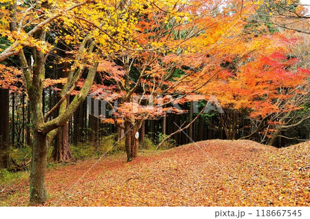 箱根ハイキングコース　湯坂路の鮮やかな紅葉 118667545
