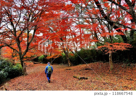 箱根ハイキングコース 湯坂路の鮮やかな紅葉とハイカー 箱根ハイキングコース 湯坂路の鮮やかな紅葉とハイカー 118667548