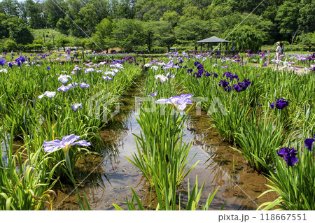 東京都 東村山市 北山公園菖蒲苑 東村山菖蒲まつり 東京都 東村山市 北山公園菖蒲苑 東村山菖蒲まつり 118667551