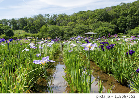東京都　東村山市　北山公園菖蒲苑　東村山菖蒲まつり 118667552