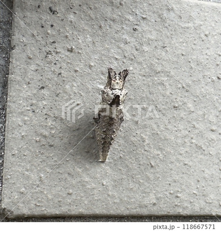 アゲハ蝶のさなぎ 118667571