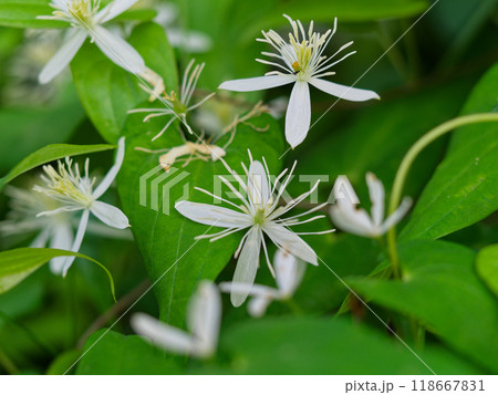 生薬の花　キンポウゲ科センニンソウ 118667831
