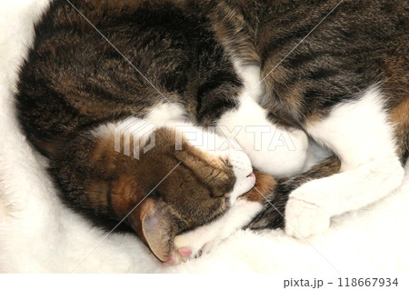 猫表情 118667934