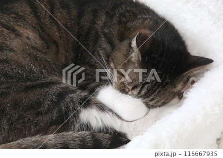 猫表情 118667935