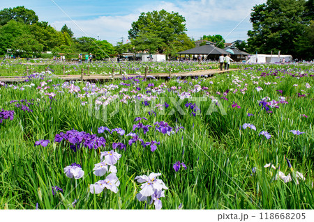東京都　東村山市　北山公園菖蒲苑　東村山菖蒲まつり 118668205