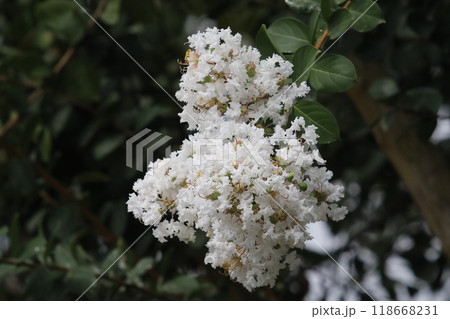 サルスベリの花 118668231