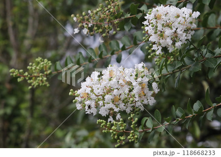 サルスベリの花 サルスベリの花 118668233