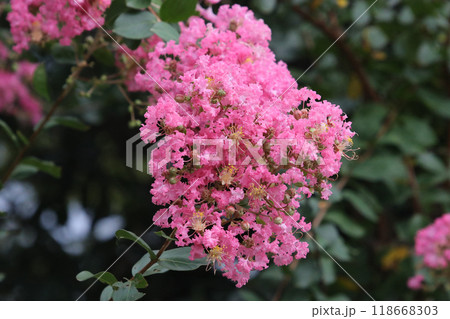 サルスベリの花 サルスベリの花 118668303