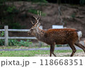 広島県宮島　厳島神社の鹿 118668351