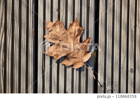 Autumn leaf on ground with raindrops 118668358